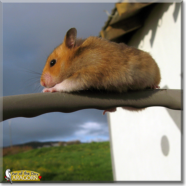 Aragorn, the Pet of the Day