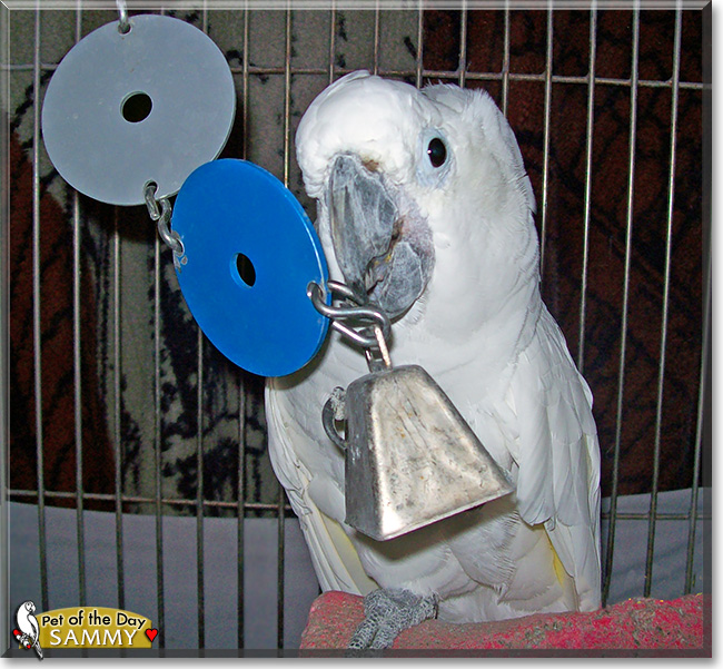 Sammy, the Pet of the Day Sammy, the Pet of the Day