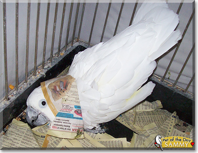Sammy, the Pet of the Day Sammy, the Pet of the Day