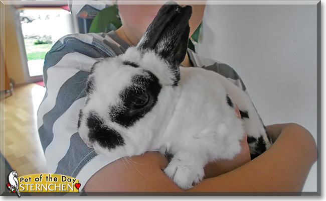Sternchen, the Pet of the Day