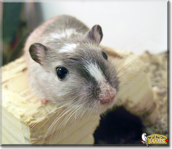 James, the Pet of the Day James, the Pet of the Day