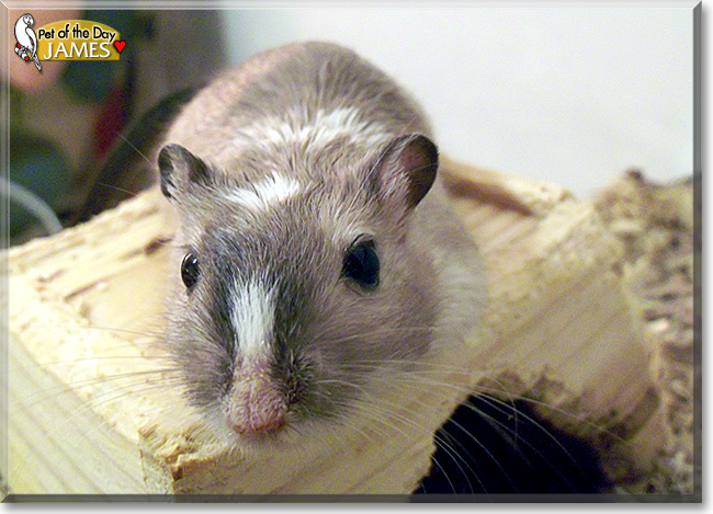 James, the Pet of the Day