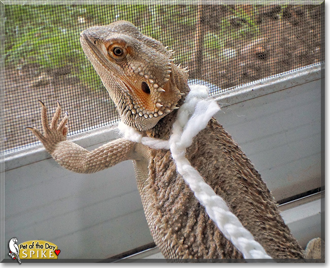 Spike, the Pet of the Day Spike, the Pet of the Day