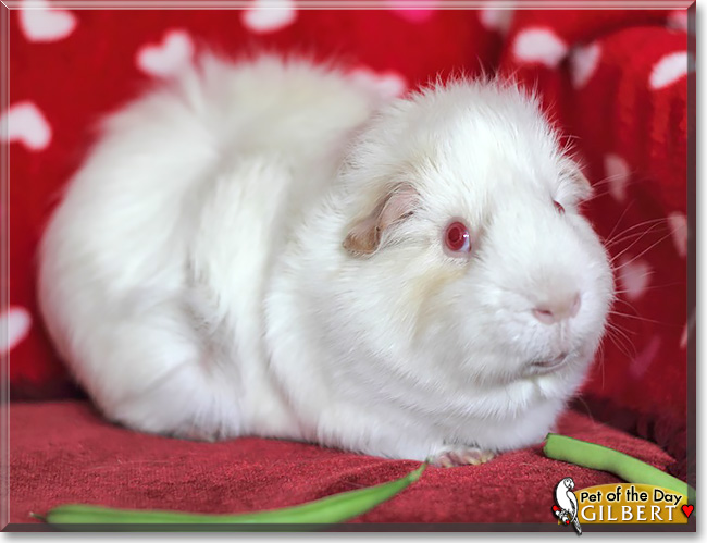 Gilbert, the Pet of the Day