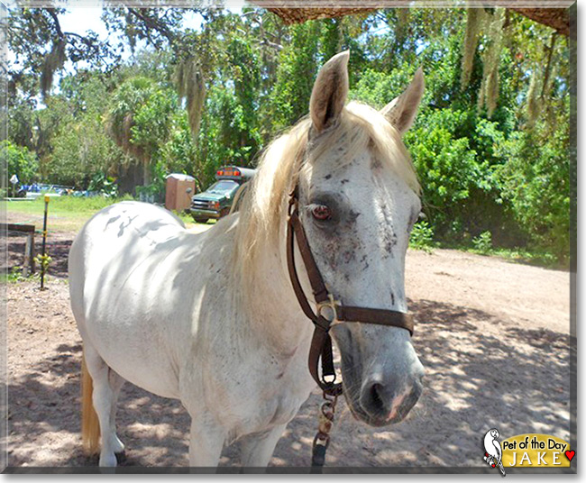 Jake, the Pet of the Day Jake, the Pet of the Day