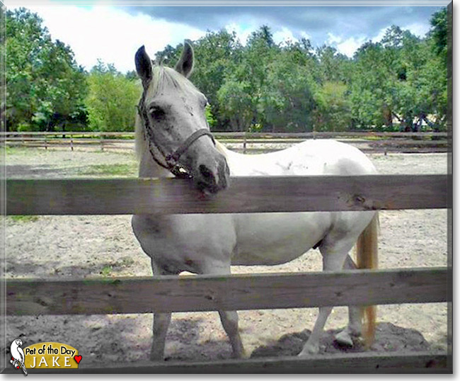 Jake, the Pet of the Day Jake, the Pet of the Day