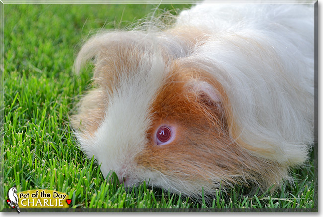 Charlie, the Pet of the Day Charlie, the Pet of the Day