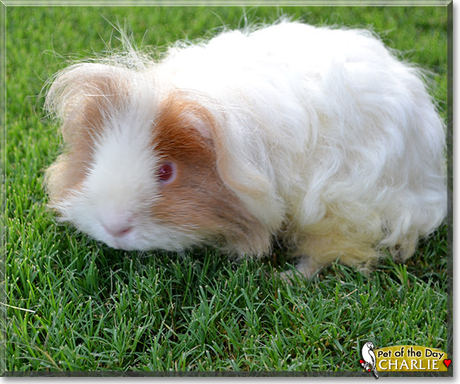 Charlie, the Pet of the Day Charlie, the Pet of the Day