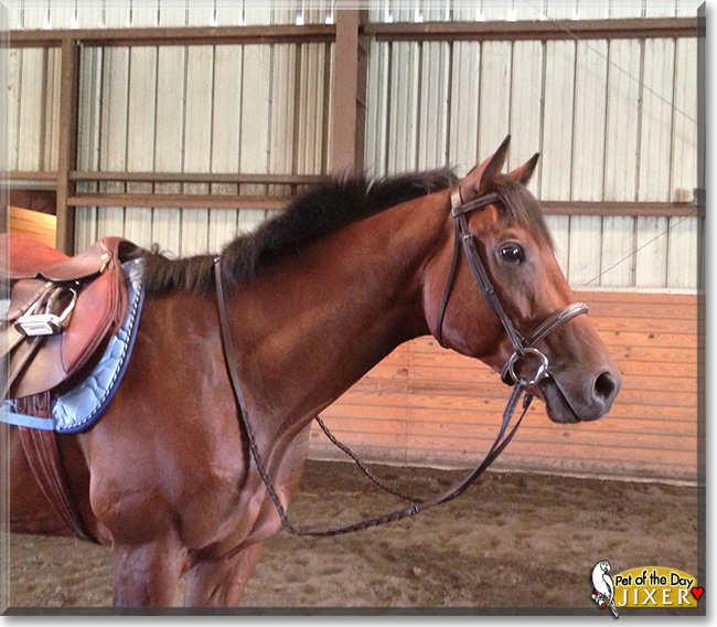 Jixer, the Pet of the Day Jixer, the Pet of the Day
