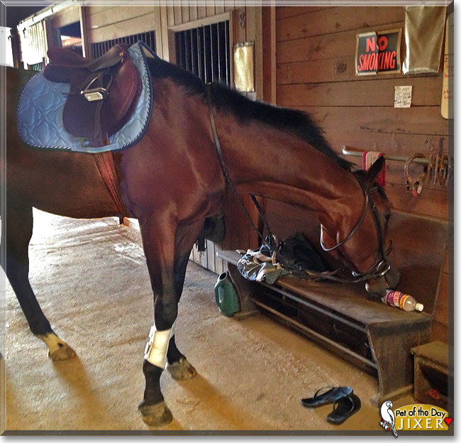 Jixer, the Pet of the Day Jixer, the Pet of the Day
