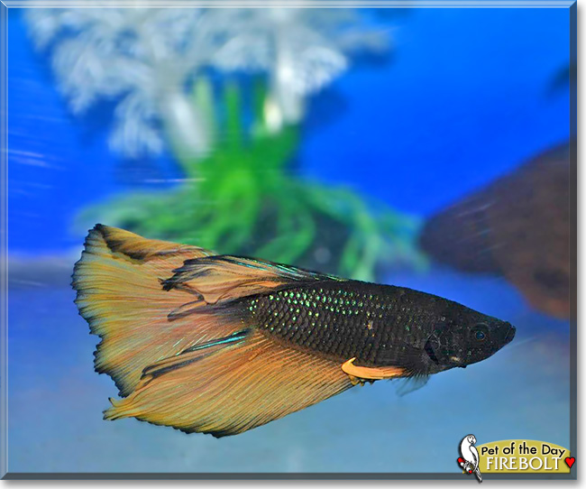 Firebolt, the Pet of the Day Firebolt, the Pet of the Day