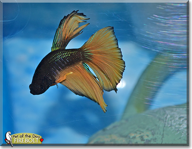 Firebolt, the Pet of the Day Firebolt, the Pet of the Day