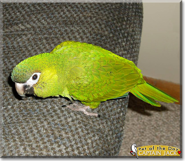 Captain Jack, the Pet of the Day Captain Jack, the Pet of the Day