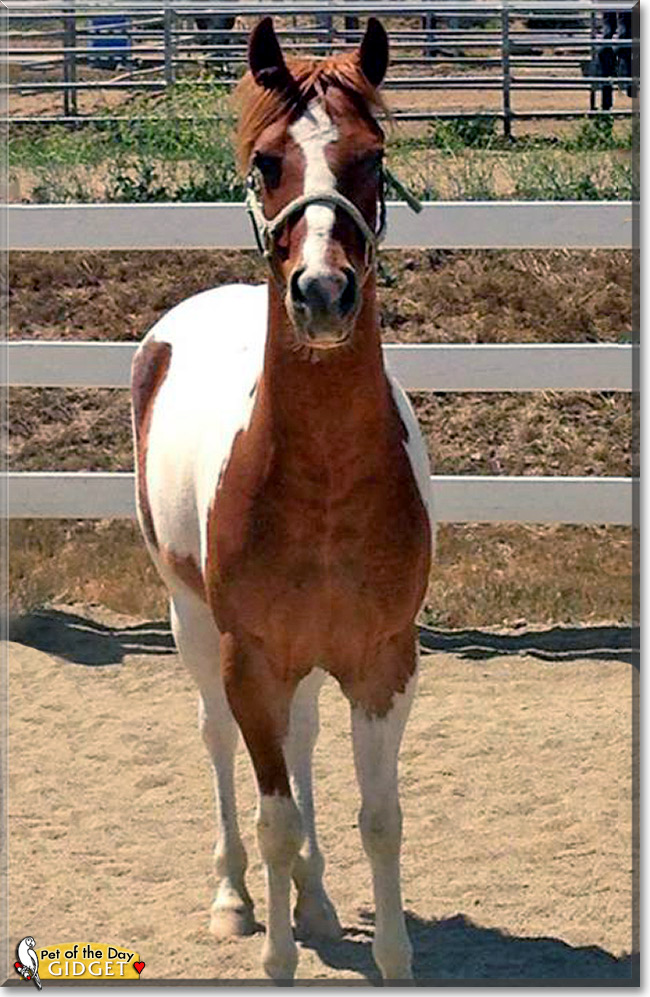 Gidget, the Pet of the Day Gidget, the Pet of the Day