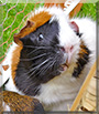Pinky the Guinea Pig
