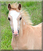 Welsh Saymoona the Welsh Mountain Pony