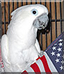 Bella the Umbrella Cockatoo