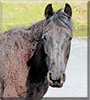 Jet the Fell Cross Pony