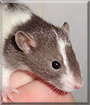 Nougat the Fancy Rat