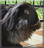 Einstein the French Lop Rabbit