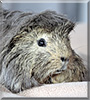 Teddy the Peruvian Guinea Pig