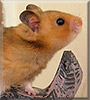 Aragorn the Hamster