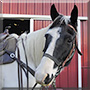 Sunny the Paint Horse
