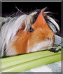 Mr. Mop the Peruvian Guinea Pig