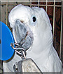 Sammy the Umbrella Cockatoo