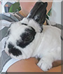 Sternchen the Dwarf Rabbit