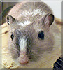 James the Gerbil