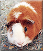 Loki the Guinea Pig