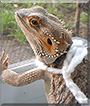 Spike the Bearded Dragon