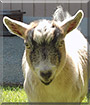 Freddy the Pygmy Goat