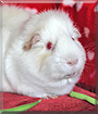 Gilbert the Ridgeback Guinea Pig