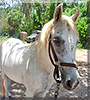 Jake the Paso Fino