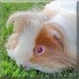 Charlie the Guinea Pig
