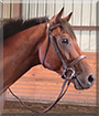 Jixer the Thoroughbred Horse