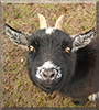 Molly the Pygmy Goat