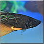 Firebolt the Halfmoon Betta Fish
