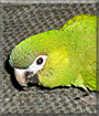 Captain Jack the Hahn's Macaw
