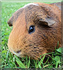 Ginger the Guinea Pig