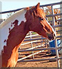 Gidget the Pinto Pony