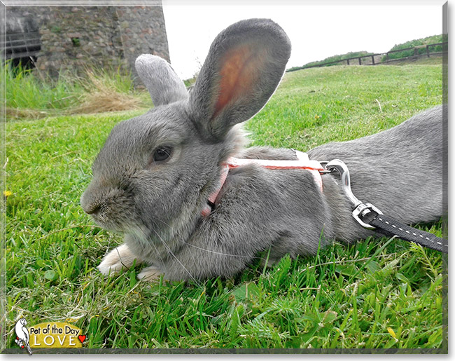 Love, the Pet of the Day Love, the Pet of the Day