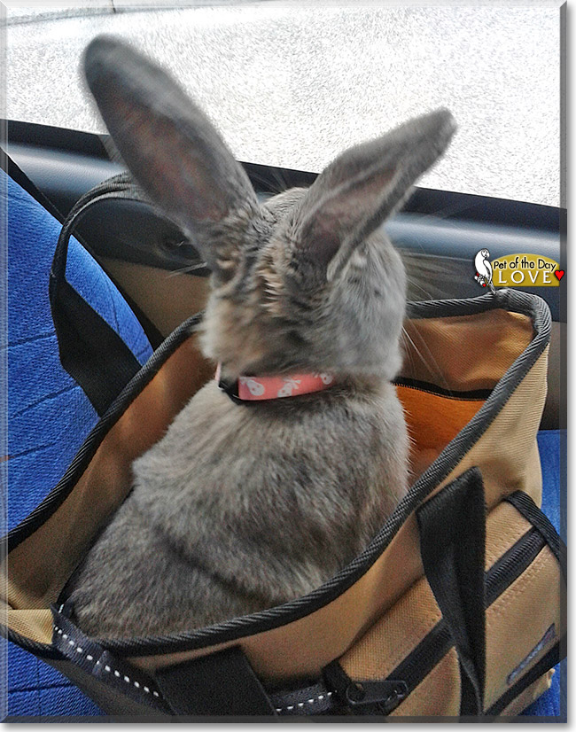 Love, the Pet of the Day Love, the Pet of the Day