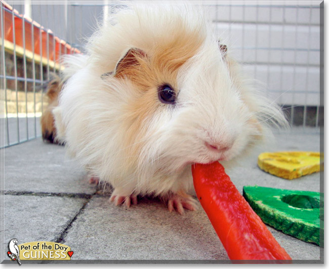 Guiness, the Pet of the Day Guiness, the Pet of the Day