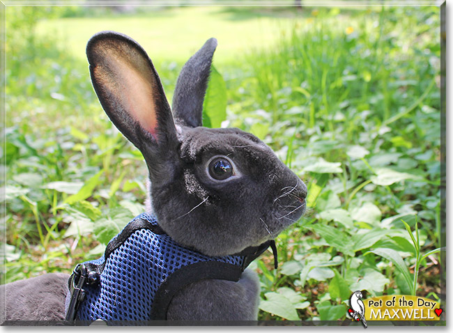 Maxwell, the Pet of the Day