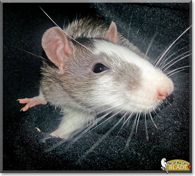 Blade, the Pet of the Day Blade, the Pet of the Day