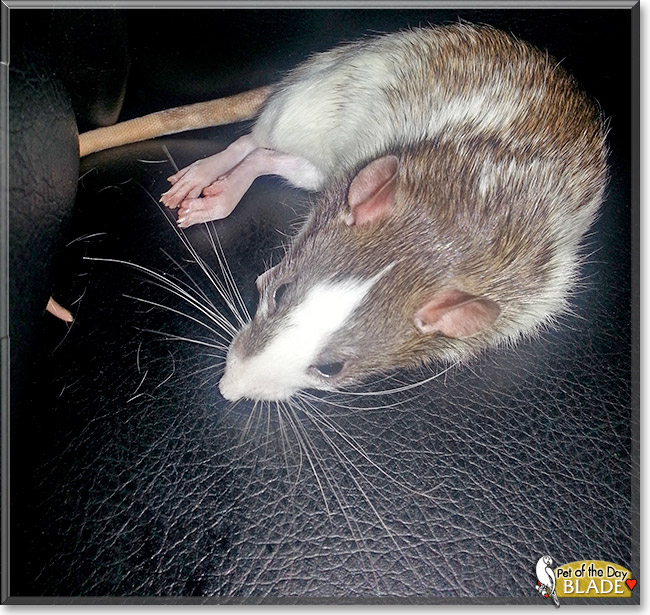Blade, the Pet of the Day Blade, the Pet of the Day