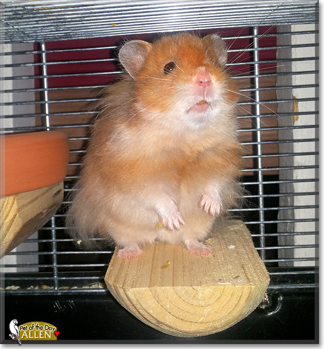Allen, the Pet of the Day Allen, the Pet of the Day